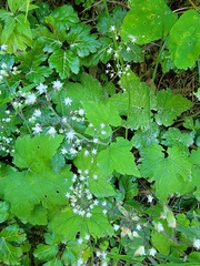 Tiarella trifoliata