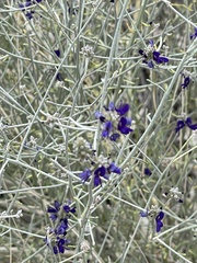 Psorothamnus scoparius