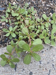 Portulaca