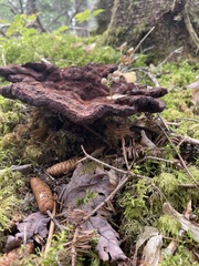 Phaeolus