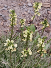 Pedicularis contorta
