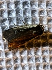 Ochropleura implecta