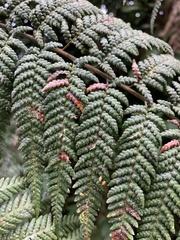Cyatheales