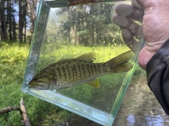 Micropterus dolomieu