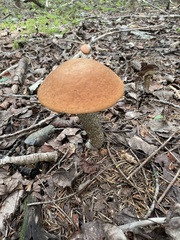 Leccinum