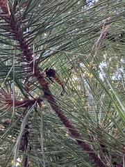 Promachus rufipes