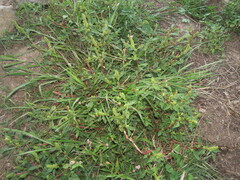 Amaranthus retroflexus