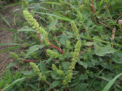 Amaranthus retroflexus