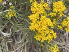 Gutierrezia sarothrae