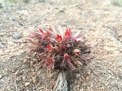 Aphyllon corymbosum