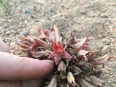Aphyllon corymbosum