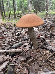 Leccinum