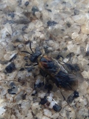 Tenthredinoidea