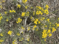 Gutierrezia sarothrae
