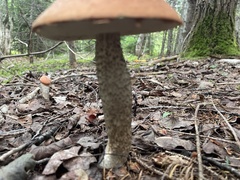 Leccinum