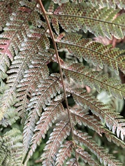 Cyatheales