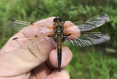 Libellula quadrimaculata