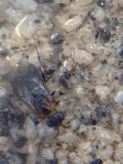 Tenthredinoidea
