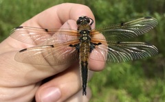 Libellula quadrimaculata