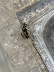 Tenthredinoidea