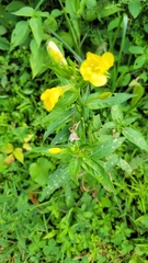Oenothera parviflora