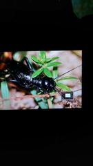 Gryllus campestris