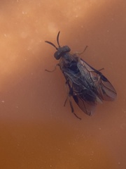 Tenthredinoidea