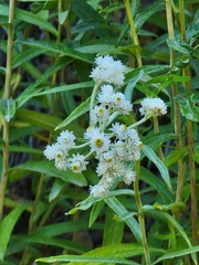 Anaphalis margaritacea