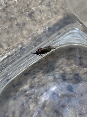 Tenthredinoidea