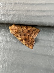 Pyrrhia exprimens