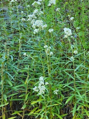 Anaphalis margaritacea