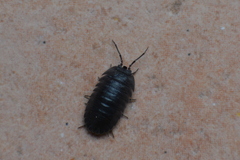 Armadillidium pallasii