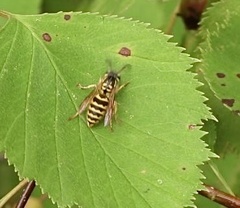 Vespula flavopilosa