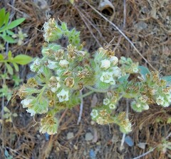 Phacelia hastata