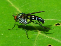 Plagioneurus univittatus