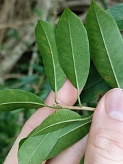 Maclura cochinchinensis