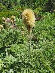 Pulsatilla occidentalis