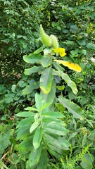 Asclepias syriaca
