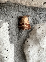 Malacosoma californica