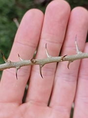 Maclura cochinchinensis