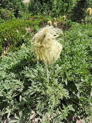 Pulsatilla occidentalis