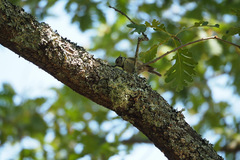 Lophophanes cristatus