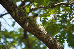 Lophophanes cristatus