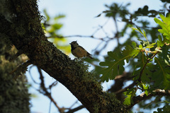 Lophophanes cristatus