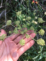 Angelica kingii