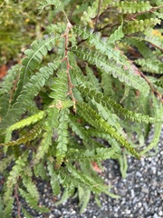 Comptonia peregrina