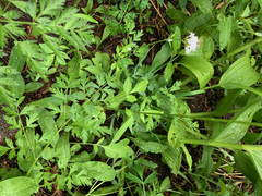 Valeriana