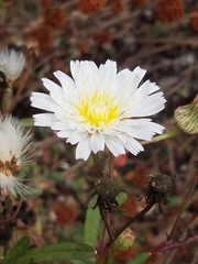 Malacothrix saxatilis