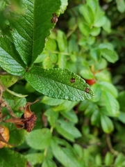 Diplocarpon rosae