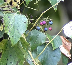 Ampelopsis cordata
